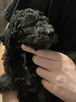 Bailee Boy 2, a male Poodle - Standard  for sale in Covington, LA – 2 of 3