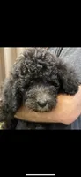 Bailee Boy 2, a male Poodle - Standard  for sale in Baton Rouge, LA – 4 of 6