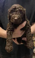 Bailee girl 3, a female Poodle - Standard  for sale in Covington, LA – 1 of 2