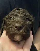 Bailee girl 2, a female Poodle - Standard  for sale in Covington, LA – 3 of 3