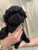 Remi girl, a female Poodle - Toy  for sale in Covington, LA – Photo 3 of 3