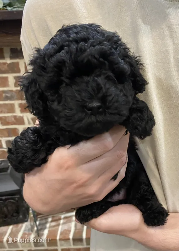 Remi girl – Poodle - Toy  puppy for sale in Covington, LA