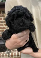 Remi girl, a female Poodle - Toy  for sale in Covington, LA – Photo 1 of 3