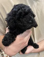 Remi girl, a female Poodle - Toy  for sale in Covington, LA – Photo 2 of 3