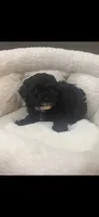 Marni girl, a female Poodle - Toy  for sale in Covington, LA – 2 of 6