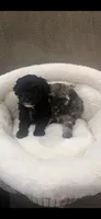 Marni boy, a male Poodle - Toy  for sale in Covington, LA – 6 of 6