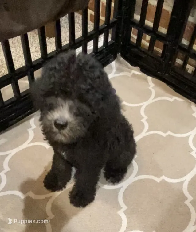 Bailee Boy 2 – Poodle - Standard  puppy for sale in Baton Rouge, LA
