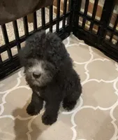 Bailee Boy 2, a male Poodle - Standard  for sale in Baton Rouge, LA – 1 of 6