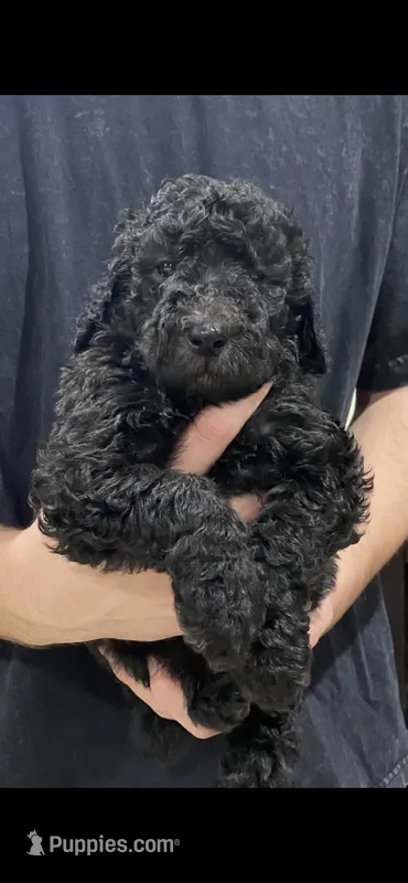 Bailee Boy 1 – Poodle - Standard  puppy for sale in Covington, LA