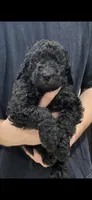 Bailee Boy 1, a male Poodle - Standard  for sale in Covington, LA – 1 of 2