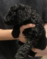 Bailee girl 4, a female Poodle - Standard  for sale in Covington, LA – 3 of 3