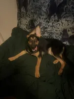 Pinkie, a female German Shepherd Dog and Bohemian Shepherd for sale in Salem, OR – Photo 2 of 4