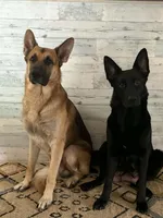 Pinkie, a female German Shepherd Dog and Bohemian Shepherd for sale in Salem, OR – Photo 4 of 4