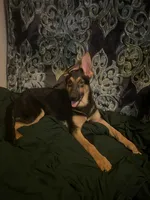 Pinkie, a female German Shepherd Dog and Bohemian Shepherd for sale in Salem, OR – Photo 3 of 4