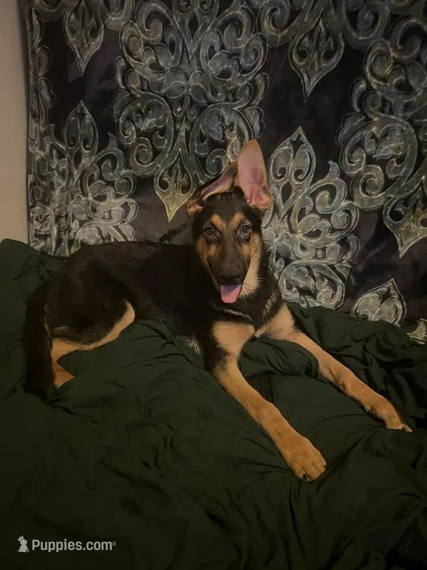 Pinkie – German Shepherd Dog, Bohemian Shepherd puppy for sale in Salem, OR