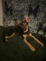 Pinkie, a female German Shepherd Dog and Bohemian Shepherd for sale in Salem, OR – Photo 1 of 4