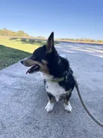 Loki , a male Pembroke Welsh Corgi for sale in Mocksville, NC – 3 of 9