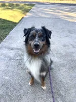 Rocket Mini Aussie , a male Miniature Australian Shepherd for sale in Mocksville, NC – 2 of 4