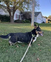 Loki , a male Pembroke Welsh Corgi for sale in Mocksville, NC – 6 of 9