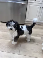 Whisky , a male Maltipoo for sale in Mocksville, NC – 1 of 7