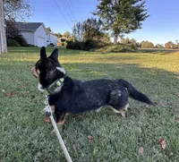 Loki , a male Pembroke Welsh Corgi for sale in Mocksville, NC – 7 of 9