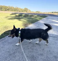 Loki , a male Pembroke Welsh Corgi for sale in Mocksville, NC – 4 of 9