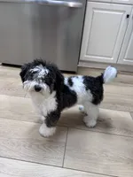 Whisky , a male Maltipoo for sale in Mocksville, NC – 2 of 7