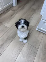 Whisky , a male Maltipoo for sale in Mocksville, NC – 3 of 7