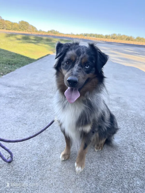 Rocket Mini Aussie  – Miniature Australian Shepherd puppy on hold in Mocksville, NC
