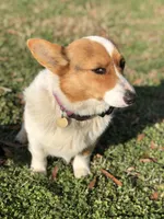 Zoe , a female Pembroke Welsh Corgi for sale in Mocksville, NC – 3 of 4