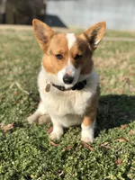 Zoe , a female Pembroke Welsh Corgi for sale in Mocksville, NC – 4 of 4