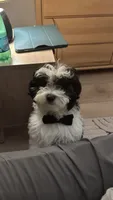 Whisky , a male Maltipoo for sale in Mocksville, NC – 4 of 7