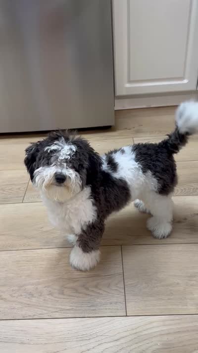 Whisky , a male Maltipoo for sale in Mocksville, NC – 5 of 7