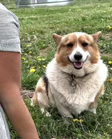 Zoe , a female Pembroke Welsh Corgi for sale in Mocksville, NC – 2 of 4