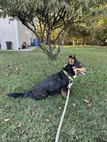Loki , a male Pembroke Welsh Corgi for sale in Mocksville, NC – 5 of 9