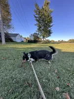 Loki , a male Pembroke Welsh Corgi for sale in Mocksville, NC – 9 of 9
