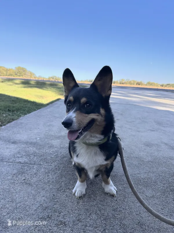 Loki  – Pembroke Welsh Corgi puppy for sale in Mocksville, NC