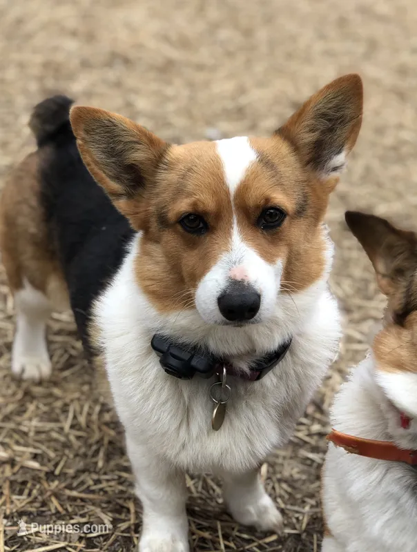 Zoe  – Pembroke Welsh Corgi puppy for sale in Mocksville, NC