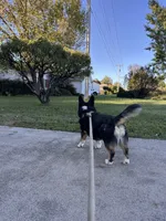 Loki , a male Pembroke Welsh Corgi for sale in Mocksville, NC – 8 of 9