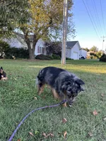 Rocket Mini Aussie , a male Miniature Australian Shepherd for sale in Mocksville, NC – 4 of 4