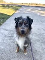 Rocket Mini Aussie , a male Miniature Australian Shepherd for sale in Mocksville, NC – 3 of 4
