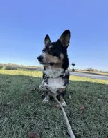 Loki , a male Pembroke Welsh Corgi for sale in Mocksville, NC – 2 of 9