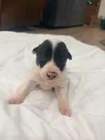 Grizz , a male Border Collie for sale in Taylor, AZ – Photo 5 of 9