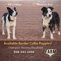 Grizz , a male Border Collie for sale in Taylor, AZ – Photo 9 of 9