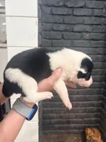 Grizz , a male Border Collie for sale in Taylor, AZ – Photo 6 of 9