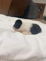 Grizz , a male Border Collie for sale in Taylor, AZ – Photo 4 of 9