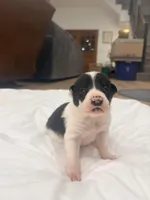 Grizz , a male Border Collie for sale in Taylor, AZ – Photo 1 of 9