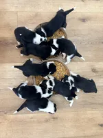 Bo , a male Border Collie for sale in Taylor, AZ – Photo 10 of 10