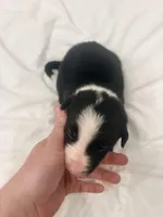 Bo , a male Border Collie for sale in Taylor, AZ – Photo 3 of 10