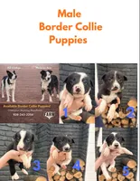 Bo , a male Border Collie for sale in Taylor, AZ – Photo 9 of 10